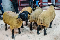 Longtown Ram Fair-39